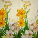 184 Daffodils - 3 ply -